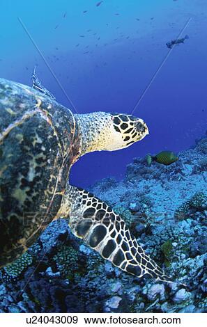 Stock Photo - Sea Turtle. Fotosearch