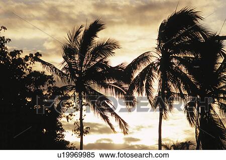 The Setting Sun And A Coconut View Large Photo Image Stock Photography - The Setting Sun And A Coconut. Fotosearch