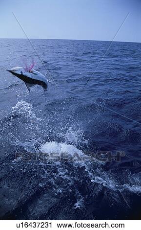 Stock Image - The Troll Of Swordfish. Fotosearch