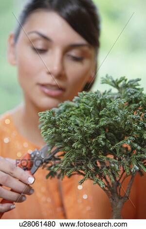 Young woman pruning bonsai tree View Large Photo Image Stock Image - Young woman pruning bonsai tree. Fotosearch