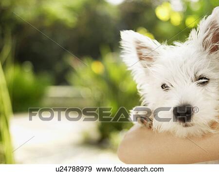 Arm around poodle (close-up) View Large Photo Image Stock Photo - Arm around poodle (close-up). Fotosearch