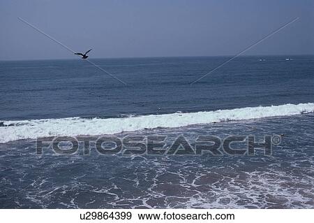 Bird Above Ocean View Large Photo Image Stock Photo - Bird Above Ocean. Fotosearch