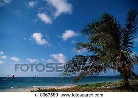 Coconut Palm At Beach View Large Photo Image Stock Photo - Coconut Palm At Beach. Fotosearch