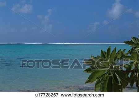 Stock Photo - Coconut Palm Near Ocean. Fotosearch