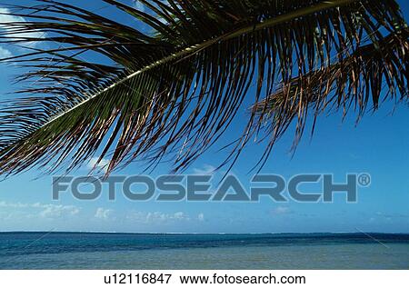 Stock Photo - Tropical Scene. Fotosearch