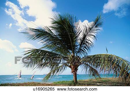 Windsurfers And Coconut Palm View Large Photo Image Stock Photography - Windsurfers And Coconut Palm. Fotosearch