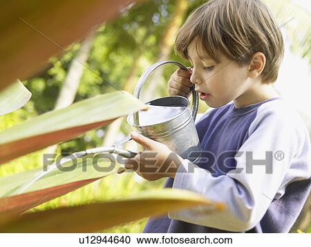 Boy watering plant View Large Photo Image Stock Image - Boy watering plant. Fotosearch