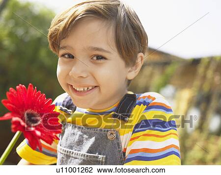 Boy with red gerbera daisy (portrait) View Large Photo Image Stock Image - Boy with red gerbera daisy (portrait). Fotosearch