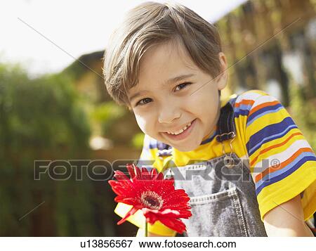 Boy with red gerbera daisy (portrait) View Large Photo Image Stock Photo - Boy with red gerbera daisy (portrait). Fotosearch
