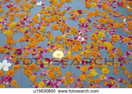 Stock Image - High angle view of rose petals floating on water. Fotosearch