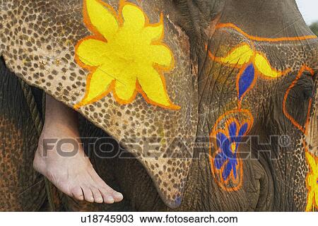 Close-up of a decorated elephant View Large Photo Image Stock Image - Close-up of a decorated elephant. Fotosearch