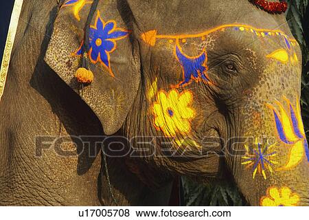 Stock Photo - Close-up of a decorated elephant. Fotosearch