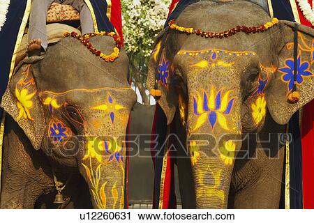 Close-up of two decorated elephants View Large Photo Image Stock Image - Close-up of two decorated elephants. Fotosearch