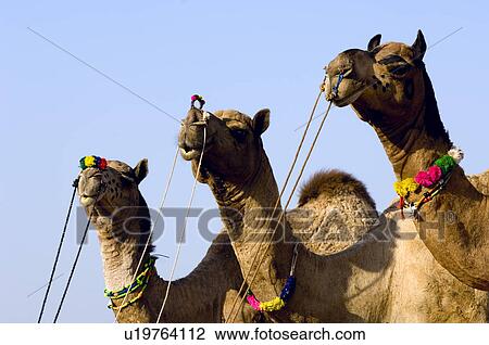 Low angle view of three camels, Pushkar, Rajasthan, India View Large Photo Image Stock Image - Low angle view of three camels, Pushkar, Rajasthan, India. Fotosearch