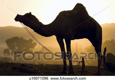 Stock Photograph - Silhouette of a camel tied to a wooden post, Pushkar, Rajasthan, India. Fotosearch