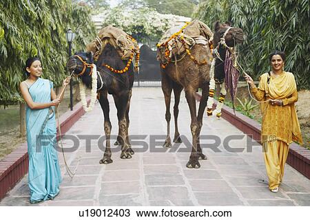 Two young women holding the reins of two camels View Large Photo Image Stock Image - Two young women holding the reins of two camels. Fotosearch