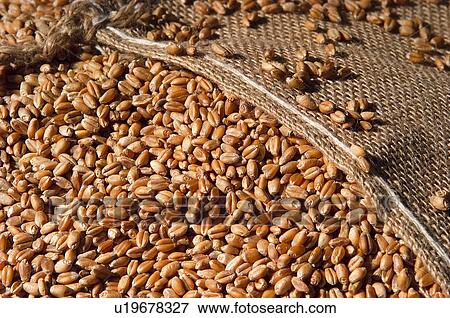 Background, Wheat, Wheat grains, Grains, Grain, Cereal, Agriculture View Large Photo Image Stock Photo - Background, Wheat, Wheat grains, Grains, Grain, Cereal, Agriculture. Fotosearch