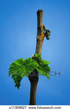 Stock Photo - Branch, Bud, Sprouting, Sprout, Shoot, Vineyard, Agriculture. Fotosearch