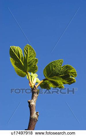 Bud, Tree, Leaves, Leaf, Fig tree, Shoot, Agriculture View Large Photo Image Stock Photo - Bud, Tree, Leaves, Leaf, Fig tree, Shoot, Agriculture. Fotosearch