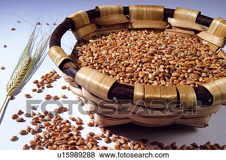 Cereal, Wheat, Wheat grains, Grains, Grain, Cereals, Agriculture View Large Photo Image Stock Photo - Cereal, Wheat, Wheat grains, Grains, Grain, Cereals, Agriculture. Fotosearch