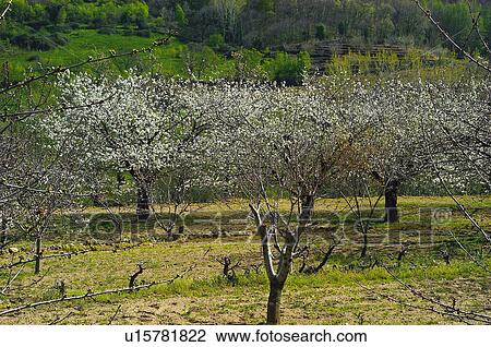 Cherry tree, Plantation, Tree, Agricultural, Land, Trees, Agriculture View Large Photo Image Stock Image - Cherry tree, Plantation, Tree, Agricultural, Land, Trees, Agriculture. Fotosearch
