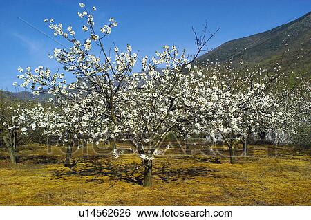 Stock Photograph - Cherry tree, Plantation, Tree, Agricultural, Land, Trees, Agriculture. Fotosearch