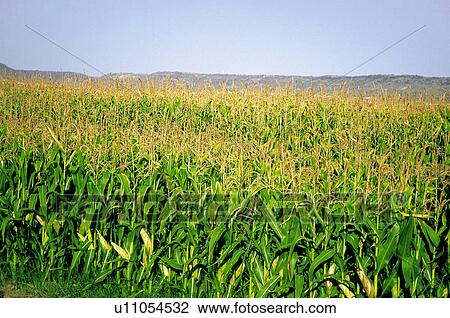 Stock Image - Corn, Plantation, Maize, Farmed, Cultivated, Plantation, Agriculture. Fotosearch