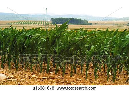 Stock Photo - Corn, Plantation, Maize, Farmed, Cultivated, Plantation, Agriculture. Fotosearch