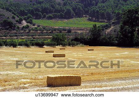 Stock Photo - Countryside, Plantation, Straw, Farmed, Cultivated, Alpaca, Agriculture. Fotosearch