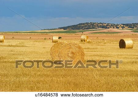 Countryside, Plantation, Straw, Farmed, Cultivated, Alpaca, Agriculture View Large Photo Image Stock Photo - Countryside, Plantation, Straw, Farmed, Cultivated, Alpaca, Agriculture. Fotosearch