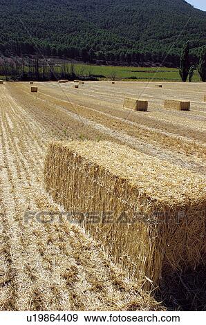 Stock Photo - Countryside, Plantation, Straw, Farmed, Cultivated, Alpaca, Agriculture. Fotosearch