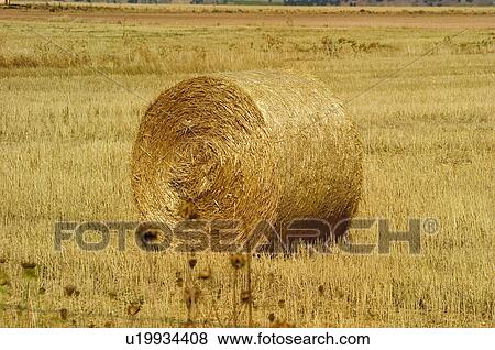 Countryside, Plantation, Straw, Farmed, Cultivated, Alpaca, Agriculture View Large Photo Image Stock Photo - Countryside, Plantation, Straw, Farmed, Cultivated, Alpaca, Agriculture. Fotosearch