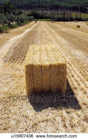 Stock Photograph - Countryside, Plantation, Straw, Farmed, Cultivated, Alpaca, Agriculture. Fotosearch