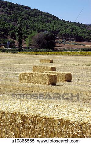 Countryside, Plantation, Straw, Farmed, Cultivated, Alpaca, Agriculture View Large Photo Image Stock Photography - Countryside, Plantation, Straw, Farmed, Cultivated, Alpaca, Agriculture. Fotosearch