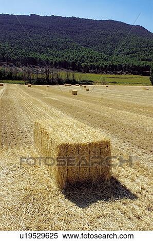 Stock Photography - Countryside, Plantation, Straw, Farmed, Cultivated, Alpaca, Agriculture. Fotosearch