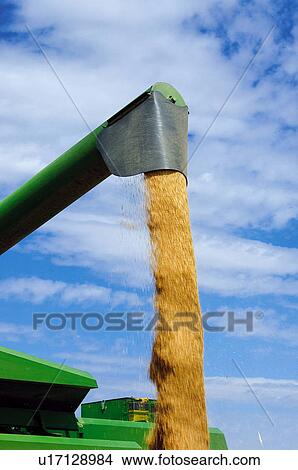 Gather, Harvest, Farm machinery, Machinery, Agricultural, Gathering, Agriculture View Large Photo Image Picture - Gather, Harvest, Farm machinery, Machinery, Agricultural, Gathering, Agriculture. Fotosearch