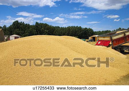 Stock Image - Gather, Harvest, Farm machinery, Machinery, Agricultural, Gathering, Agriculture. Fotosearch