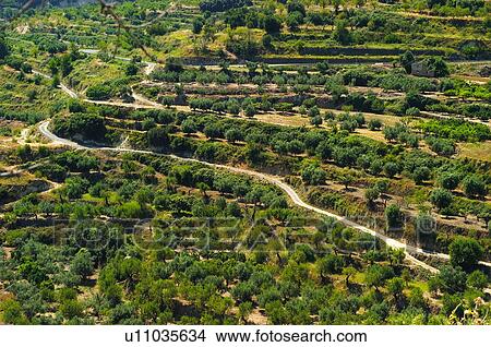Land, Plantation, Nature, Farmed, Cultivated, Landscape, Agriculture View Large Photo Image Picture - Land, Plantation, Nature, Farmed, Cultivated, Landscape, Agriculture. Fotosearch