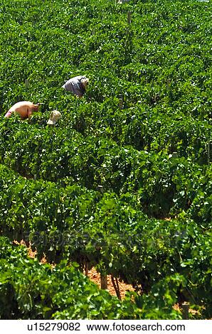 Stock Image - Land, Plantation, Nature, Farmed, Cultivated, Landscape, Agriculture. Fotosearch