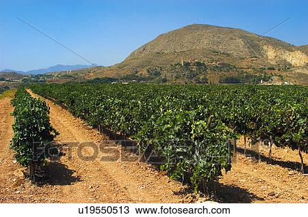Stock Image - Land, Plantation, Nature, Farmed, Cultivated, Landscape, Agriculture. Fotosearch
