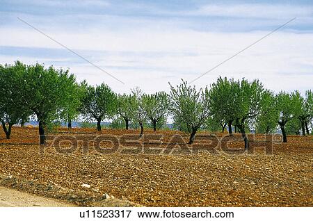 Stock Photo - Land, Plantation, Nature, Farmed, Cultivated, Landscape, Agriculture. Fotosearch