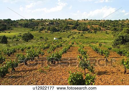 Stock Photo - Land, Plantation, Nature, Farmed, Cultivated, Landscape, Agriculture. Fotosearch