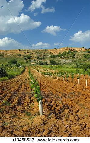 Land, Plantation, Nature, Farmed, Cultivated, Landscape, Agriculture View Large Photo Image Stock Photo - Land, Plantation, Nature, Farmed, Cultivated, Landscape, Agriculture. Fotosearch