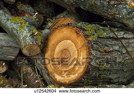Picture - Log, Logs, Firewood, Pile, Heap, Background, Trunk. Fotosearch