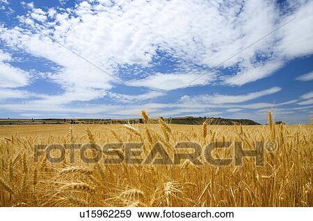 Nature, Harvest, Farmed, Cultivated, Plantation, Spike, Agriculture View Large Photo Image Stock Photo - Nature, Harvest, Farmed, Cultivated, Plantation, Spike, Agriculture. Fotosearch