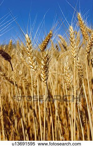Nature, Harvest, Farmed, Cultivated, Plantation, Spike, Agriculture View Large Photo Image Stock Photography - Nature, Harvest, Farmed, Cultivated, Plantation, Spike, Agriculture. Fotosearch