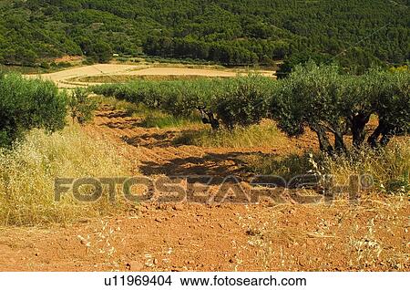 Nature, Plantation, Farmed, Cultivated, Harvest, Landscape, Agriculture View Large Photo Image Picture - Nature, Plantation, Farmed, Cultivated, Harvest, Landscape, Agriculture. Fotosearch