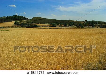 Stock Image - Nature, Plantation, Farmed, Cultivated, Harvest, Spike, Agriculture. Fotosearch