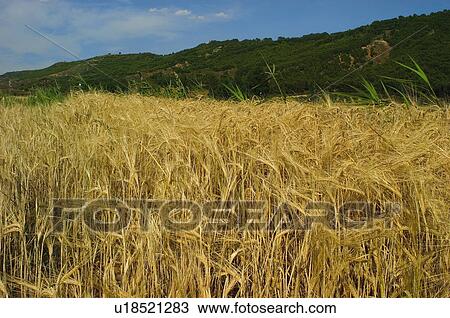 Nature, Plantation, Farmed, Cultivated, Harvest, Spike, Agriculture View Large Photo Image Stock Image - Nature, Plantation, Farmed, Cultivated, Harvest, Spike, Agriculture. Fotosearch