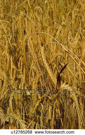 Nature, Plantation, Farmed, Cultivated, Harvest, Spike, Agriculture View Large Photo Image Stock Photo - Nature, Plantation, Farmed, Cultivated, Harvest, Spike, Agriculture. Fotosearch